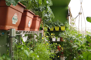 https://thichdoctin247.com/just-thanks-to-a-small-balcony-the-whole-family-has-enough-fresh-vegetables-all-year-round/