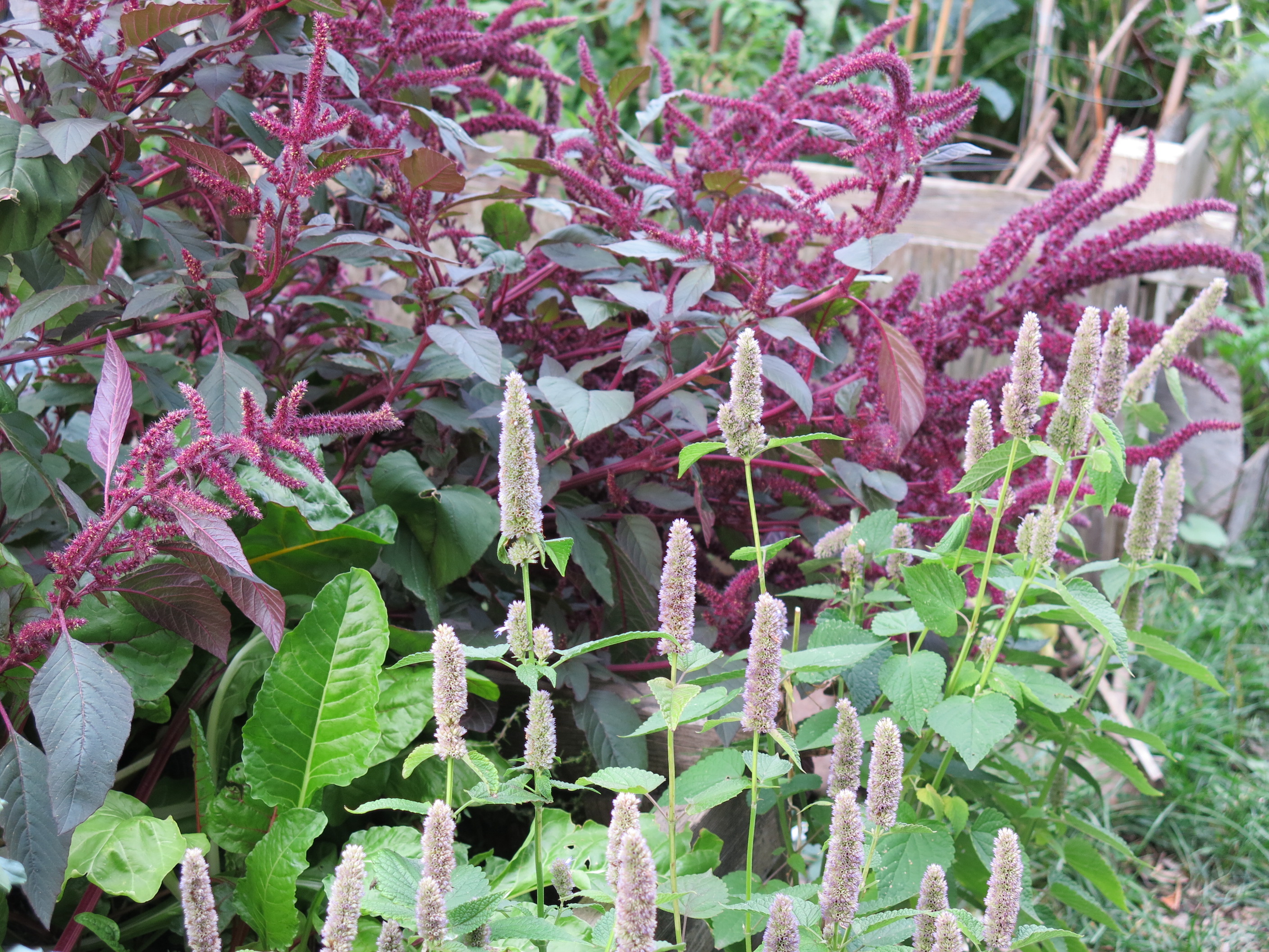 Amaranth & anise at HOPE garden, Parkdale. Photo: TUG